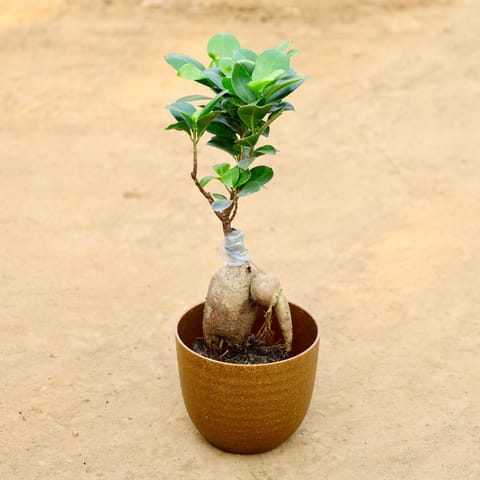 Gift Ready - Ficus Bonsai in 4 Inch Mustard Recycled Rootster Planter Wrapped in Lovely Gift Bag For Your Loved Ones