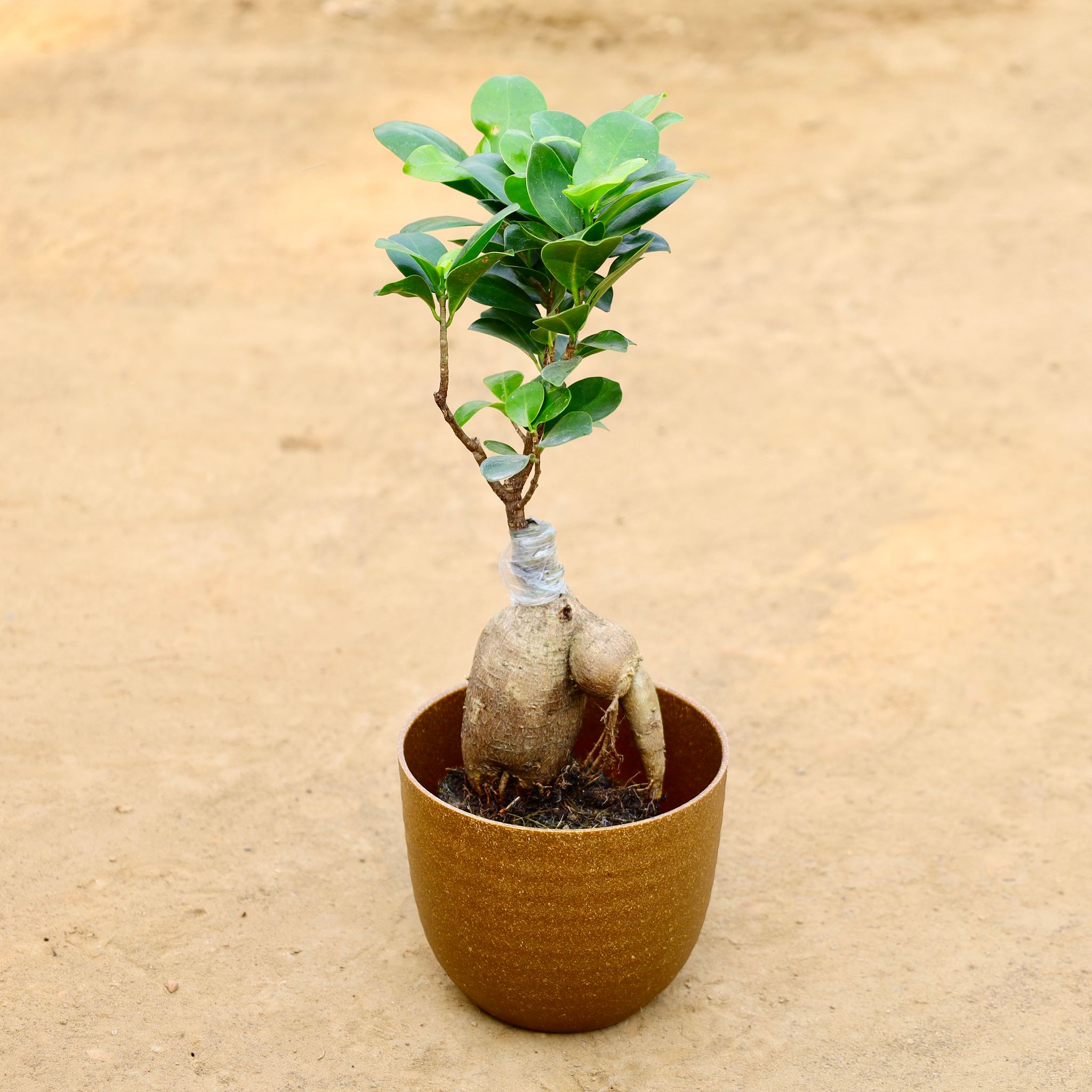 Gift Ready - Ficus Bonsai in 4 Inch Mustard Recycled Rootster Planter Wrapped in Lovely Gift Bag For Your Loved Ones