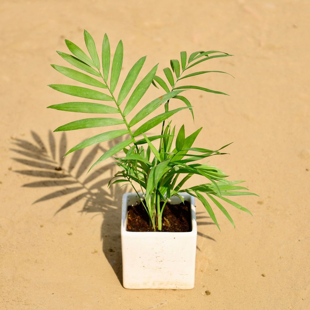 Buy Chamaedorea Elegans Palm in 4 Inch White square ceramic planter Online | Urvann.com Gift Ready - Chamaedorea Elegans Palm in 4 Inch White square ceramic planter Wrapped in Lovely Gift Bag For Your Loved Ones