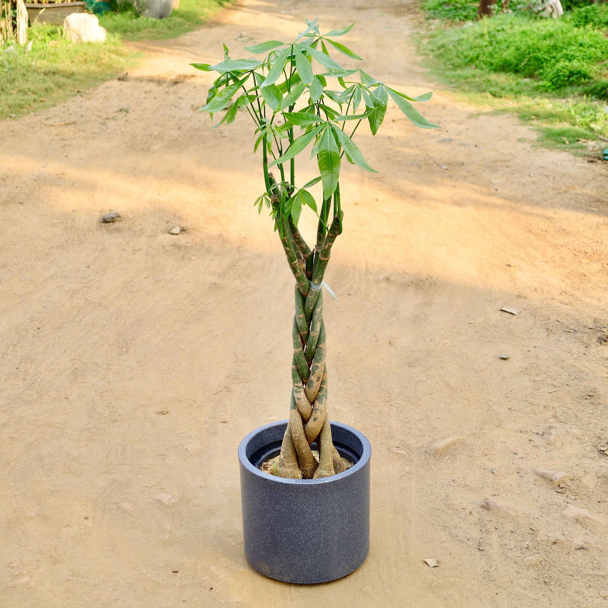 Breaded Pachira (~ 2 Ft) in 10 Inch Fiberglass Pot