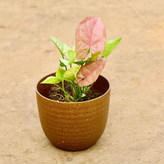 Gift Ready - Syngonium Pink  in 4 Inch Mustard Recycled Rootster Planter Wrapped in Lovely Gift Bag For Your Loved Ones