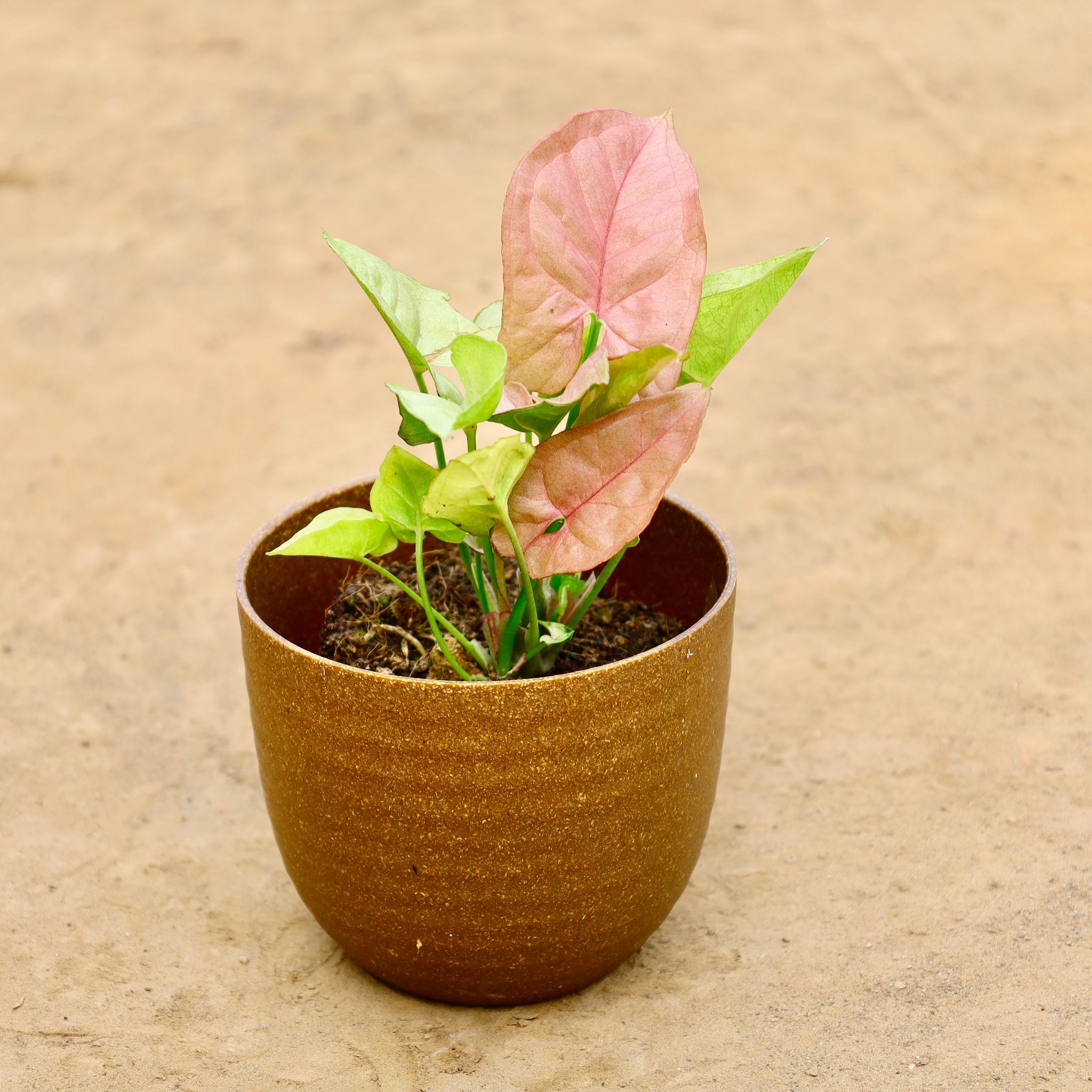 Gift Ready - Syngonium Pink  in 4 Inch Mustard Recycled Rootster Planter Wrapped in Lovely Gift Bag For Your Loved Ones