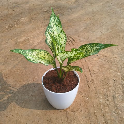 Gift Ready - Aglaonema Snow White in 5 Inch White Sphere Premium Plastic Pot Wrapped in Lovely Gift Bag For Your Loved Ones