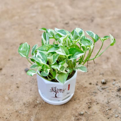 Buy Money plant N'joy in 4 inch Classy White Designer Ceramic Pot (any design) with Tray Online | Urvann.com