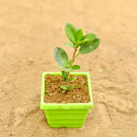 Gift Ready - Ficus Green in 4 Inch Green Premium Orchid Square Plastic Pot Wrapped in Lovely Gift Bag For Your Loved Ones