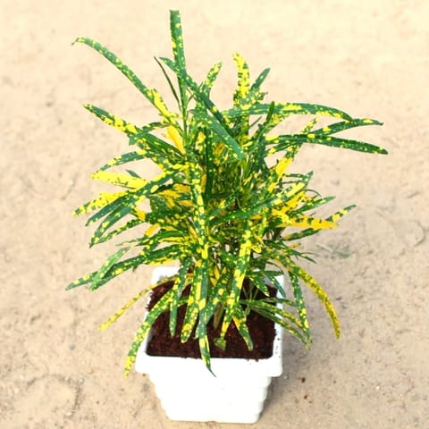 Chironji Croton Gold Star in 4 Inch White Marble Premium Orchid Premium Square Plastic Pot