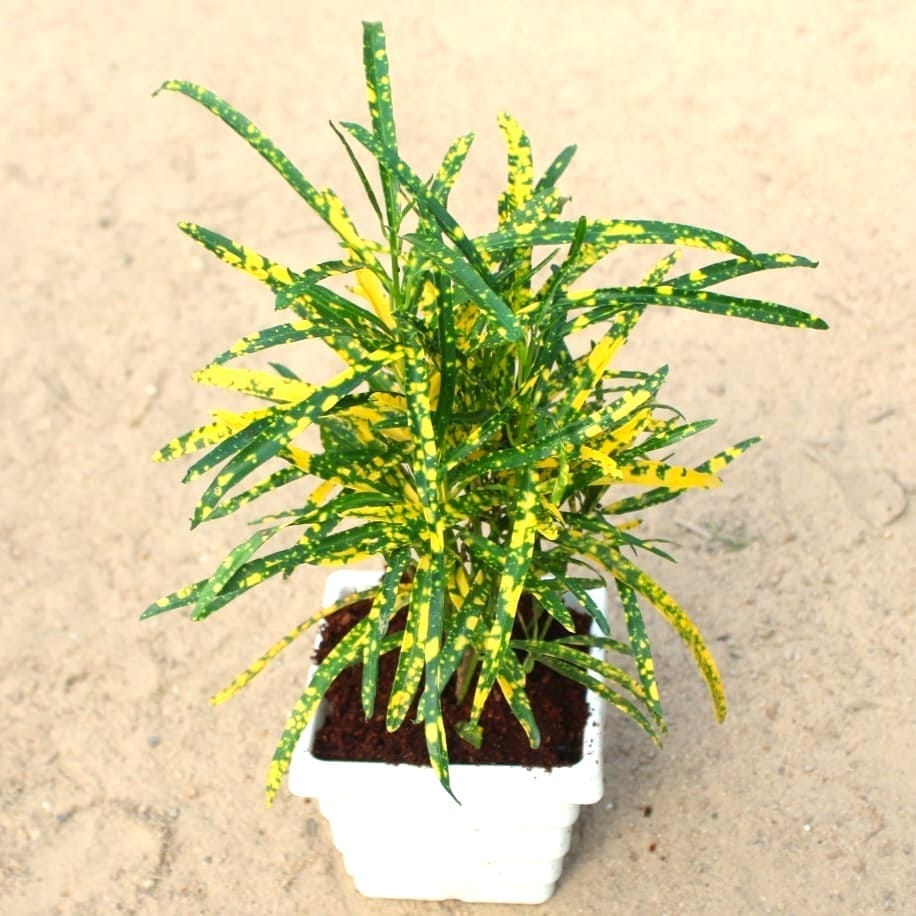 Chironji Croton Gold Star in 4 Inch White Marble Premium Orchid Premium Square Plastic Pot