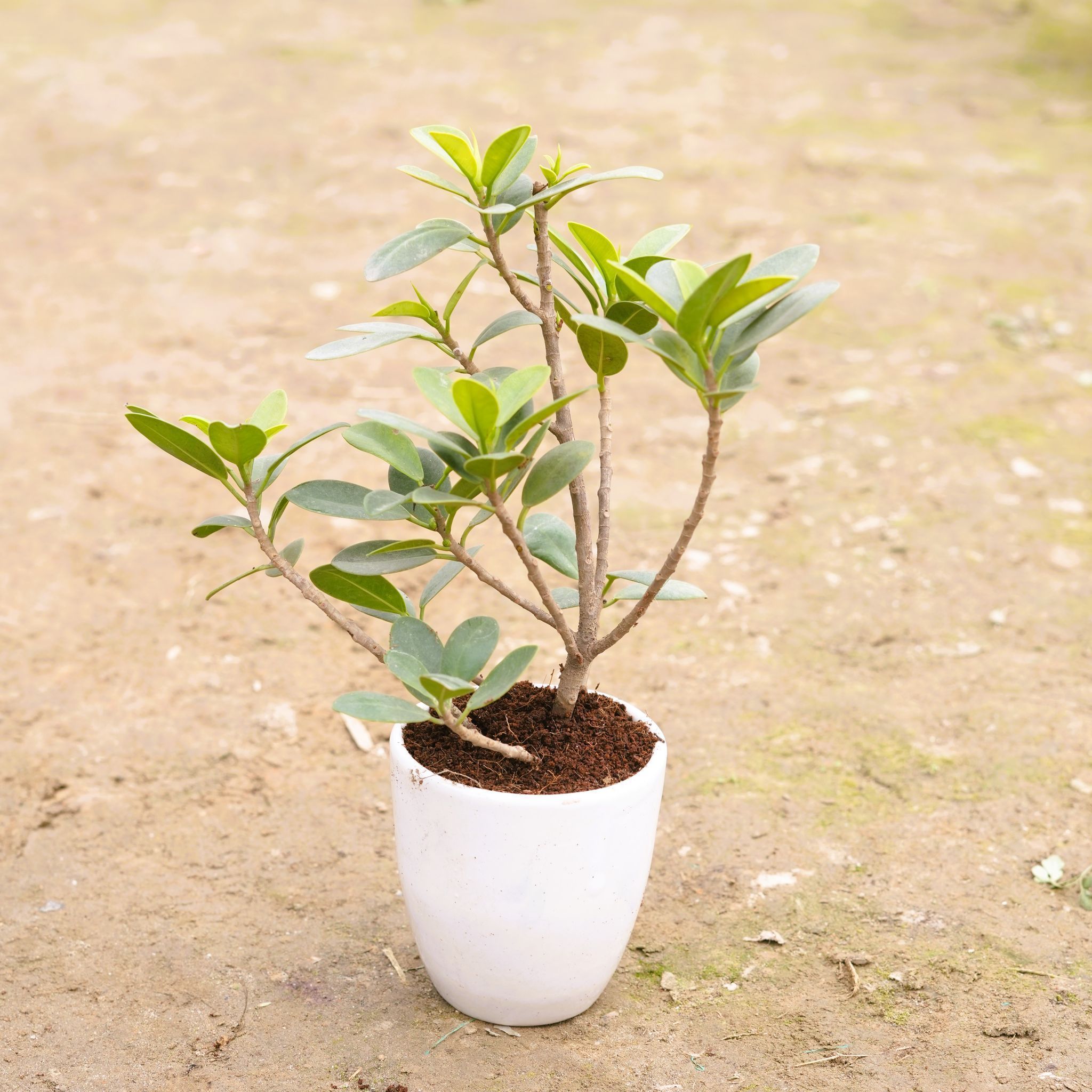 Gift Ready - Ficus Long Island in 4 Inch Classy White Cup Ceramic Pot