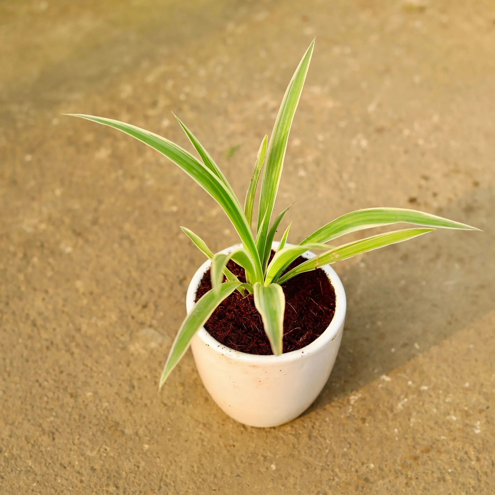 Gift Ready - Spider in 4 Inch Classy White Cup Ceramic Pot Wrapped in Lovely Gift Bag For Your Loved Ones