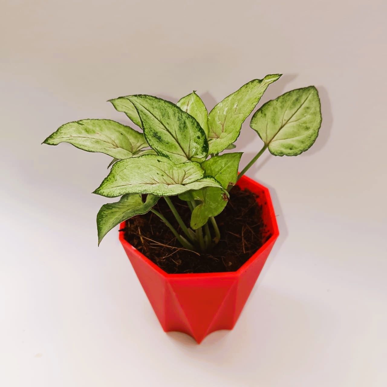 Gift Ready - Syngonium white in 4 Inch Red Premium Diamanti Plastic Pot Wrapped in Lovely Gift Bag For Your Loved Ones