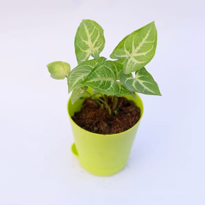 Buy Syngonium Green Arrowhead in 4 Inch Green Florence Self Watering Pot Online | Urvann.com
