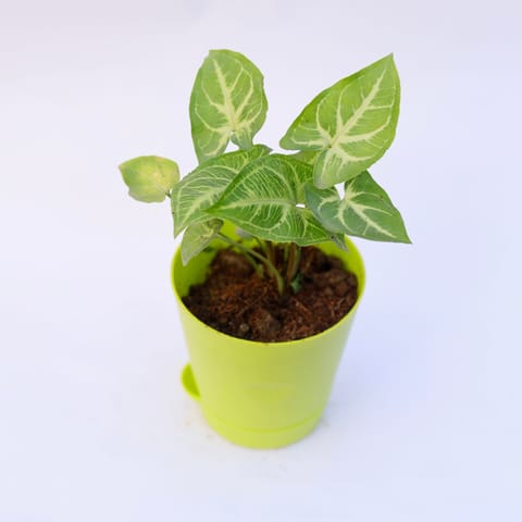 Gift Ready - Syngonium Light Green in 4 Inch Green Florence Self Watering Pot Wrapped in Lovely Gift Bag For Your Loved Ones