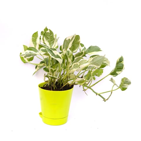 Gift Ready - Money Plant N'joy in 4 Inch Green Florence Self Watering Pot Wrapped in Lovely Gift Bag For Your Loved Ones