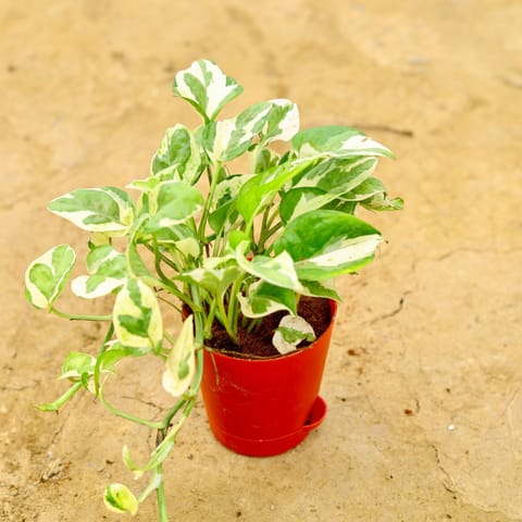 Gift Ready - Money Plant N'Joy in 4 Inch Red Florence Self Watering Pot Wrapped in Lovely Gift Bag For Your Loved Ones
