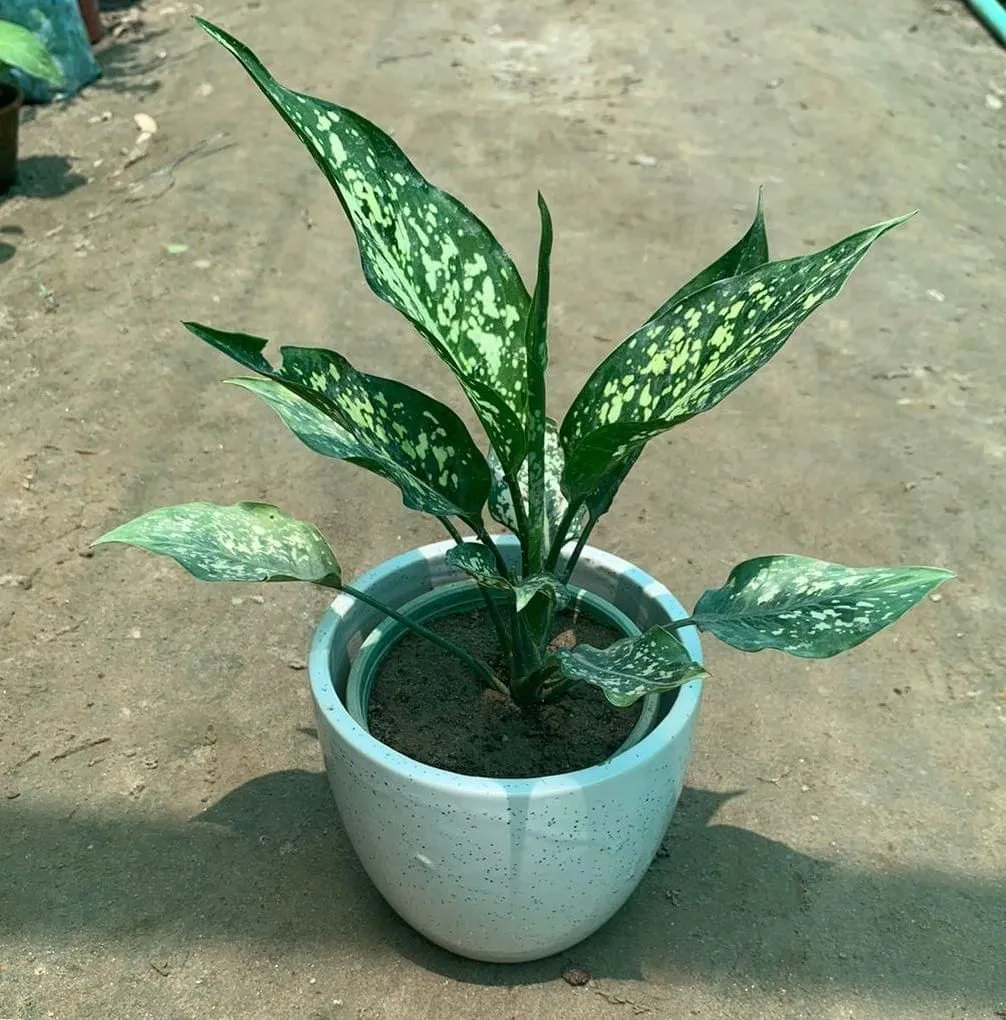 Gift Ready - Aglaonema Snow White in 5 Inch White Ceramic Pot (any design) Wrapped in Lovely Gift Bag For Your Loved Ones
