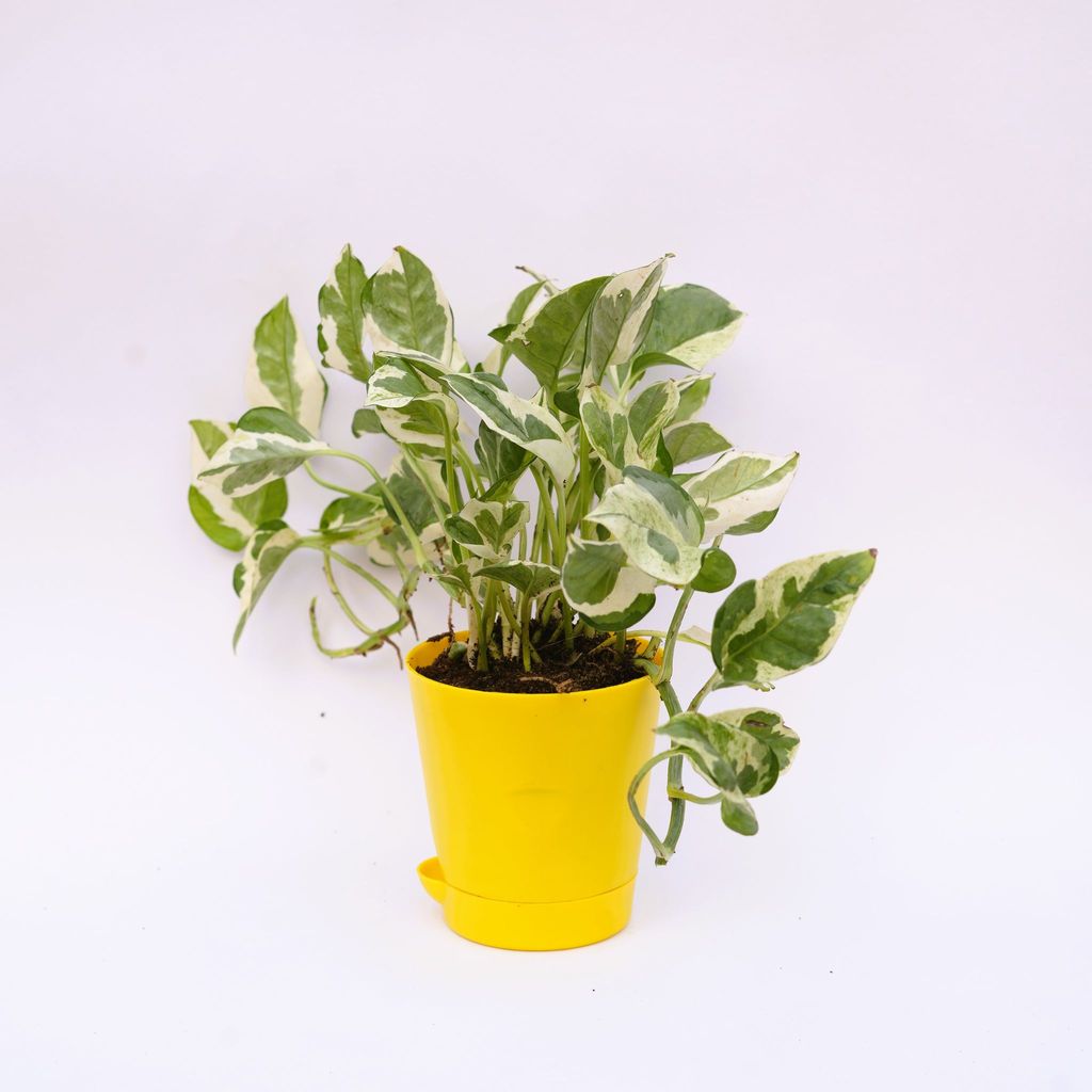 Gift Ready - Money Plant N'joy in 4 Inch Yellow Florence Self Watering Pot With a Chic Bag