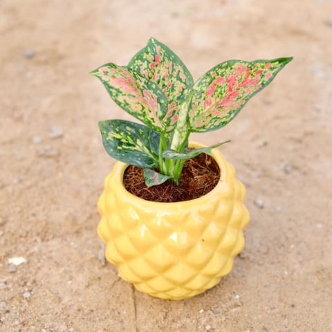 Gift Ready - Aglaonema Pink Dalmatian in 4 Inch Classy Diamond Designer Ceramic Pot (any colour) With a Chic Bag