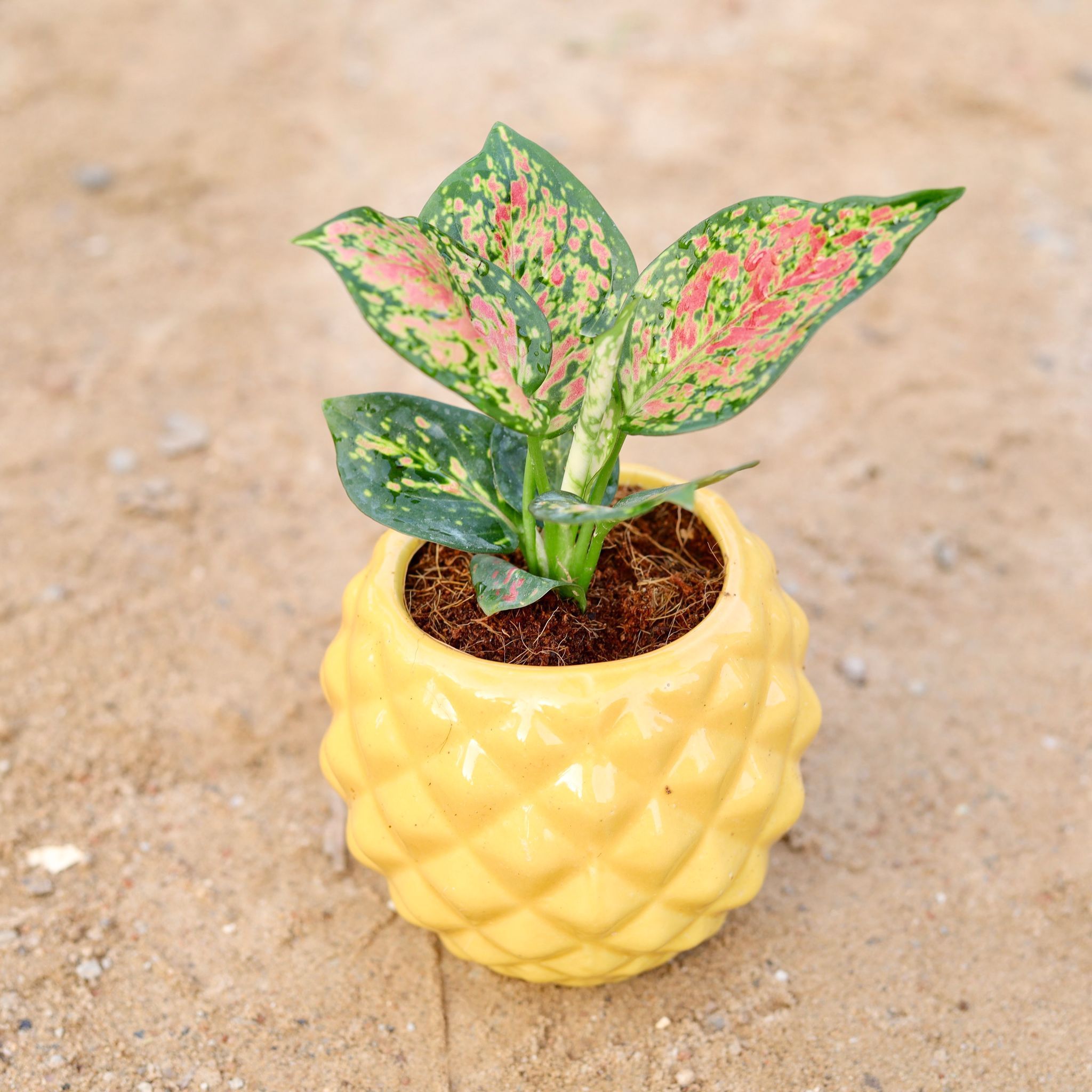 Gift Ready - Aglaonema Pink Dalmatian in 4 Inch Classy Diamond Designer Ceramic Pot (any colour) With a Chic Bag