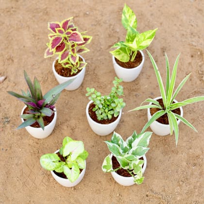 Buy Set of 7 - Syngonium Golden, Money Plant N'joy, Coleus (any colour), Money Plant Green, Rhoeo / Durangi, Bangalorey Jade & Spider in 4 Inch Classy White Cup Ceramic Pot Online | Urvann.com