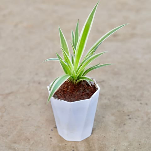 Gift Ready - Spider Plant in 4 Inch White Premium Diamanti Plastic Pot With a Chic Bag