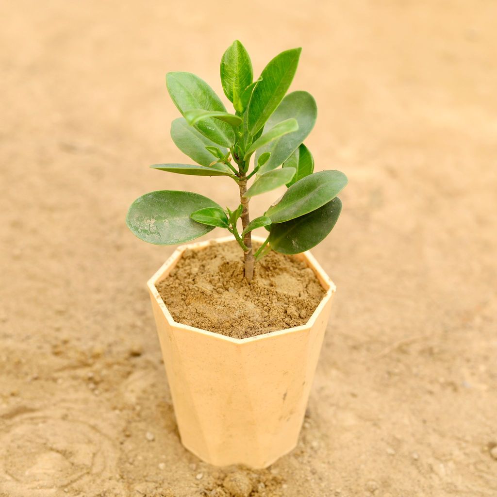 Buy Ficus Green in 4 Inch Beige Marble Premium Diamanti Plastic Pot Online | Urvann.com Gift Ready - Ficus Green in 4 Inch Beige Marble Premium Diamanti Plastic Pot With a Chic Bag
