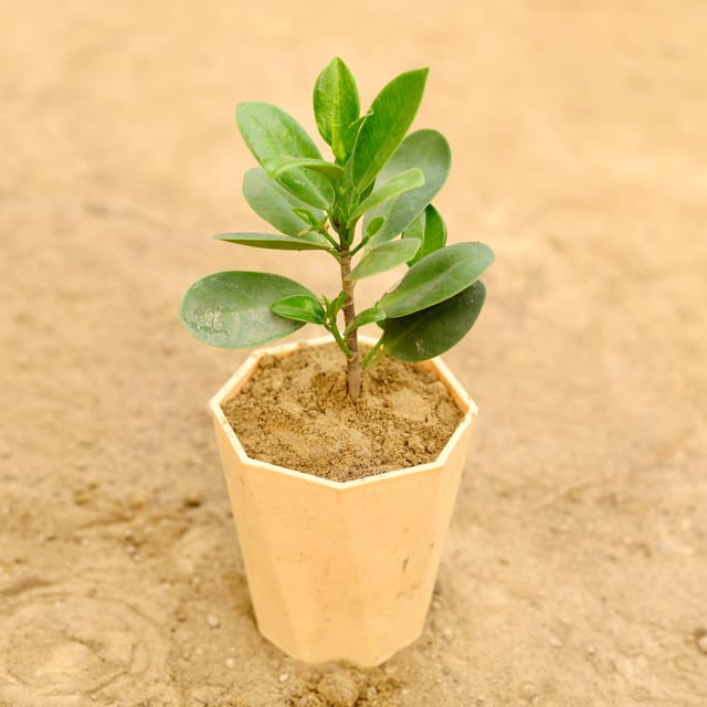 Gift Ready - Ficus Green in 4 Inch Beige Marble Premium Diamanti Plastic Pot With a Chic Bag