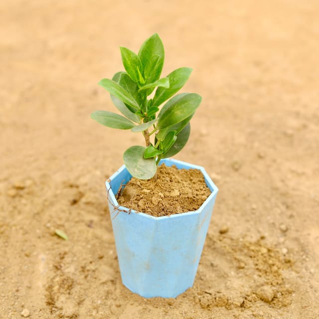 Gift Ready - Ficus Green in 4 Inch Blue Marble Premium Diamanti Plastic Pot With a Chic Bag