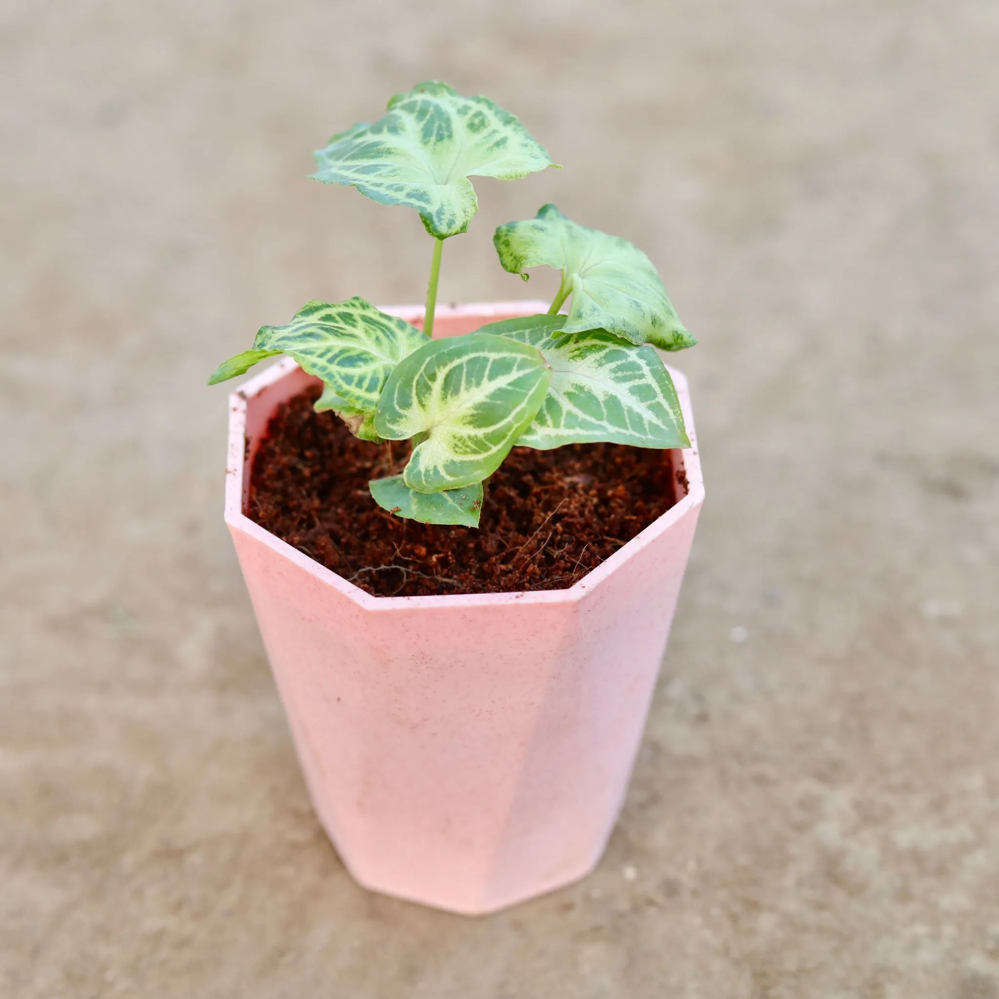 Gift Ready - Syngonium Light Green in 4 Inch Pink Marble Premium Diamanti Plastic Pot