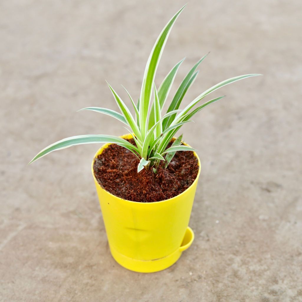 Buy Spider Plant in 4 Inch Yellow Florence Self Watering Pot Online | Urvann.com Gift Ready - Spider Plant in 4 Inch Yellow Florence Self Watering Pot With a Chic Bag
