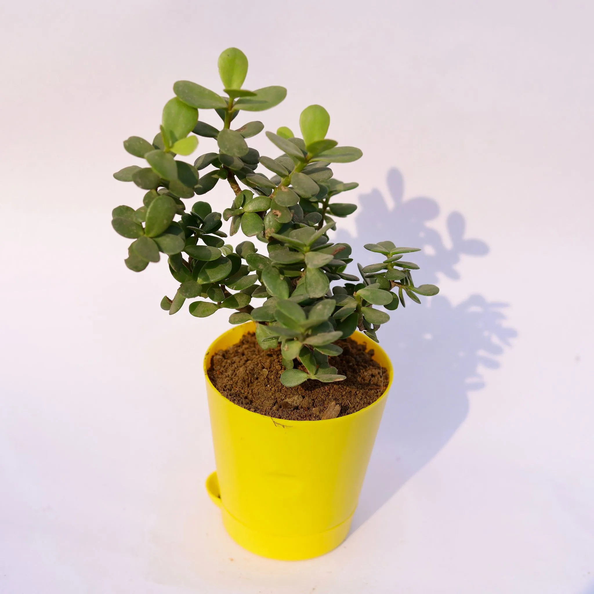 Gift Ready - Jade in 4 Inch Yellow Florence Self Watering Pot With a Chic Bag