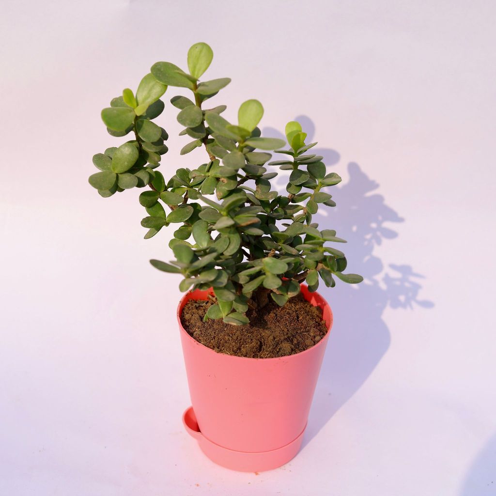 Gift Ready - Jade in 4 Inch Pink Florence Self Watering Pot With a Chic Bag