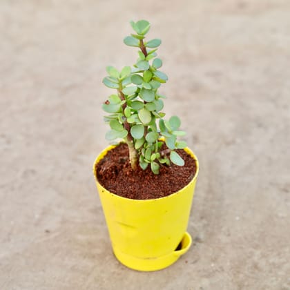 Buy Jade Plant in 4 Inch Yellow Florence Self Watering Pot Online | Urvann.com