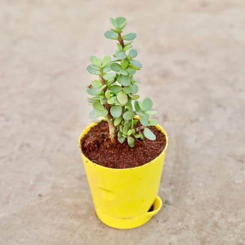Gift Ready - Jade Plant in 4 Inch Yellow Florence Self Watering Pot With a Chic Bag