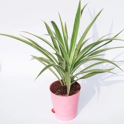Gift Ready - Spider in 4 Inch Pink Florence Self Watering Pot