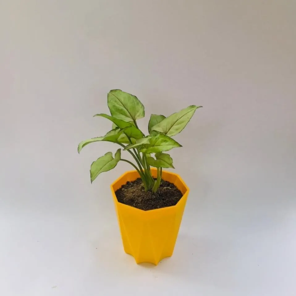 Gift Ready - Syngonium white in 4 Inch Yellow Premium Diamanti Plastic Pot