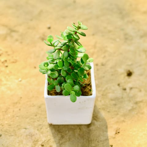 Gift Ready - Jade in 4 Inch Classy White Square Ceramic Pot With a Chic Bag