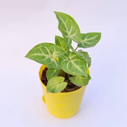 Buy Syngonium Green Arrowhead in 4 Inch Yellow Florence Self Watering Pot Online | Urvann.com