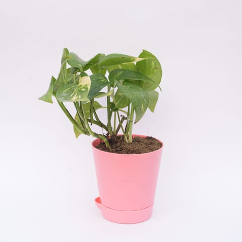 Gift Ready - Money Plant Green in 4 Inch Pink Florence Self Watering Pot With a Chic Bag