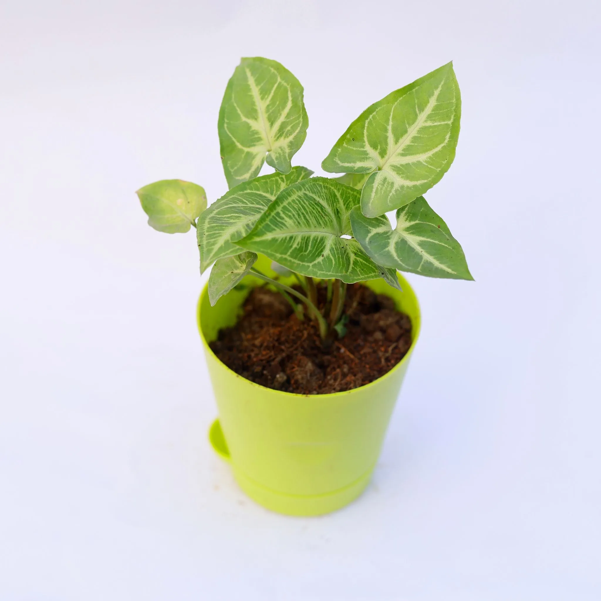 Gift Ready - Syngonium Light Green in 4 Inch Green Florence Self Watering Pot