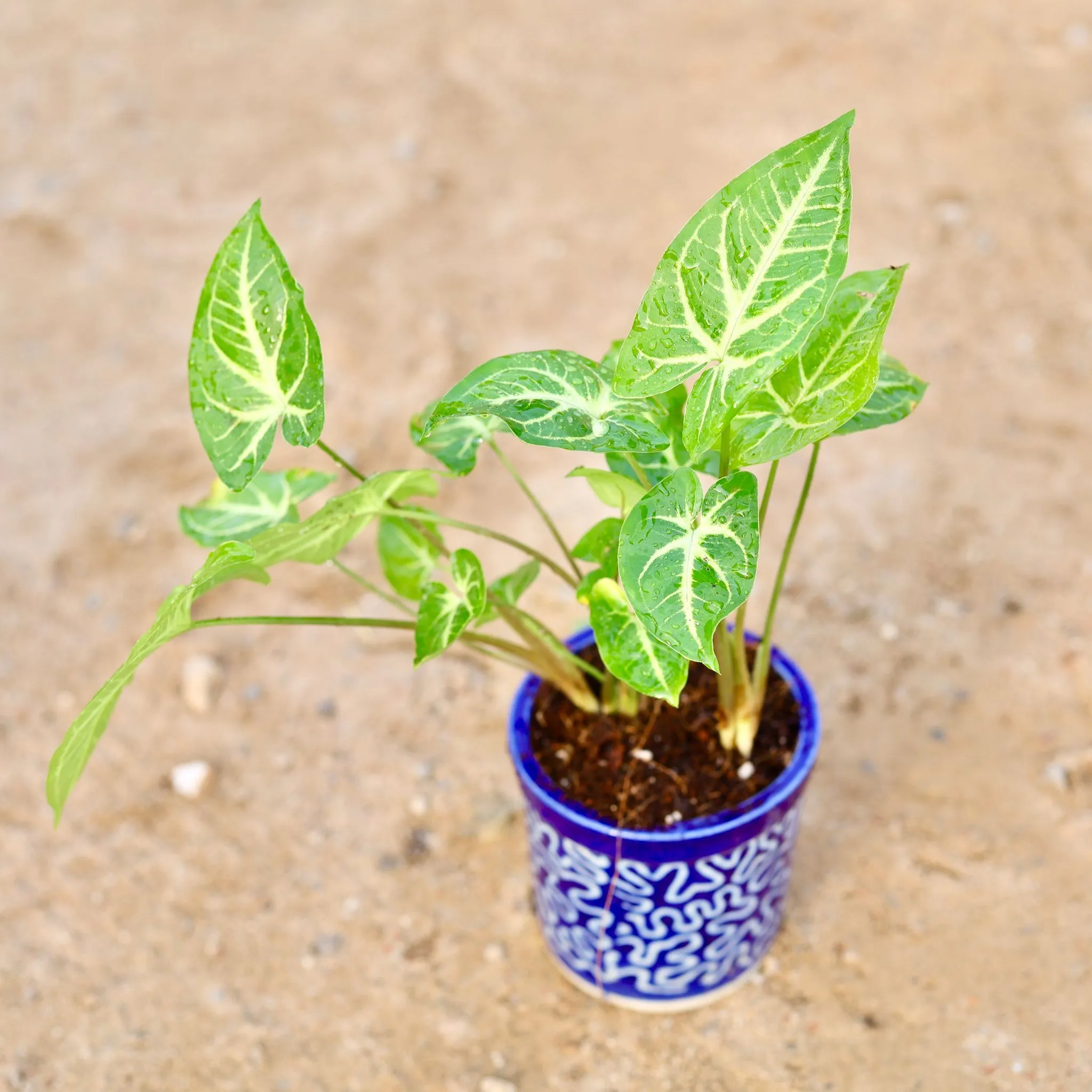 Gift Ready - Syngonium Green Arrowhead in 4 Inch Classy Cylindrical Ceramic Pot (any colour & design)