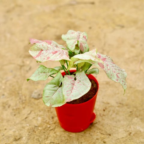 Gift Ready - Syngonium Milky in 4 Inch Red Florence Self Watering Pot With a Chic Bag