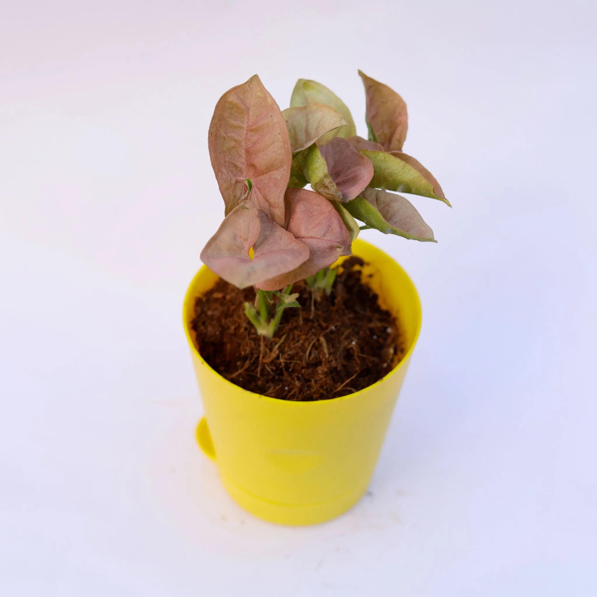 Gift Ready - Syngonium Pink in 4 Inch Yellow Florence Self Watering Pot