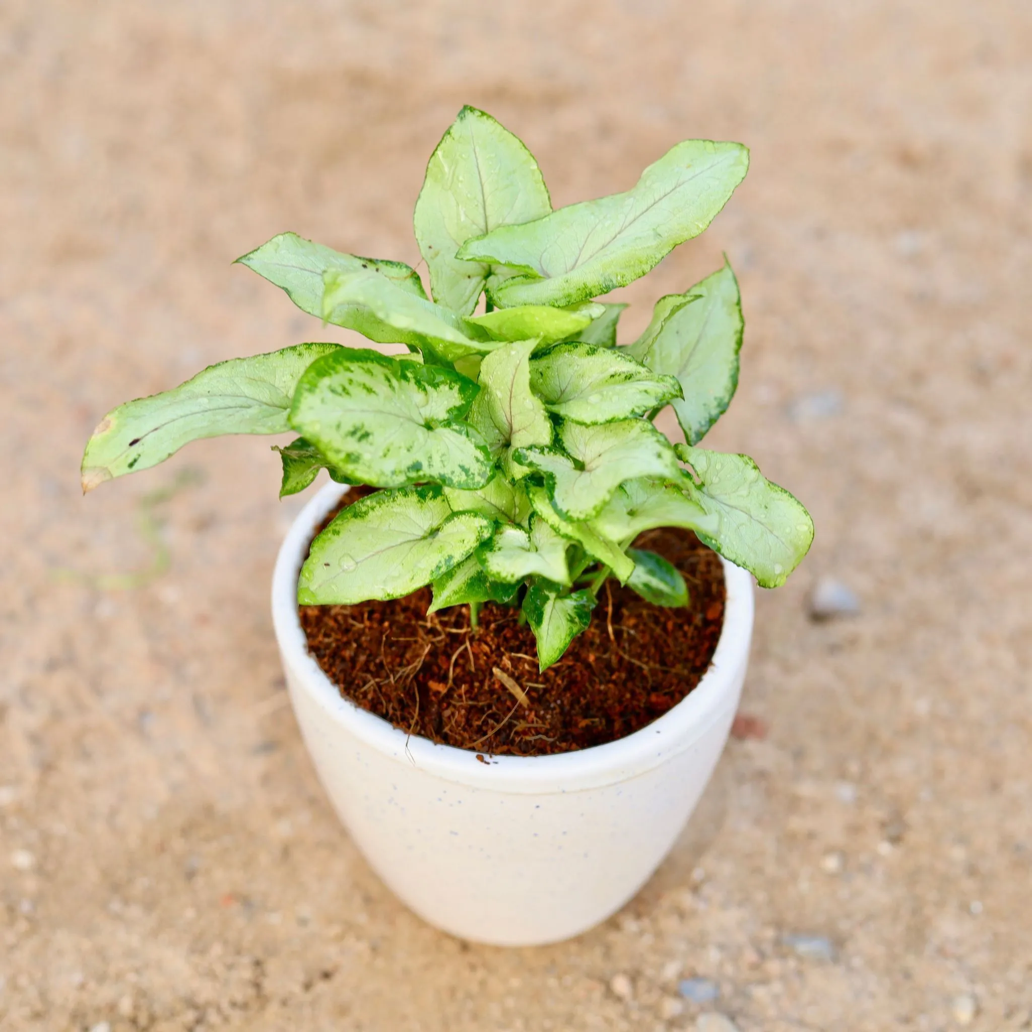Gift Ready - Syngonium Yami Dwarf in 4 Inch Classy White Cup Ceramic Pot