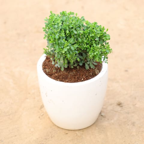 Gift Ready - Table kamini in 4 Inch Classy White Round Ceramic Pot With a Chic Bag