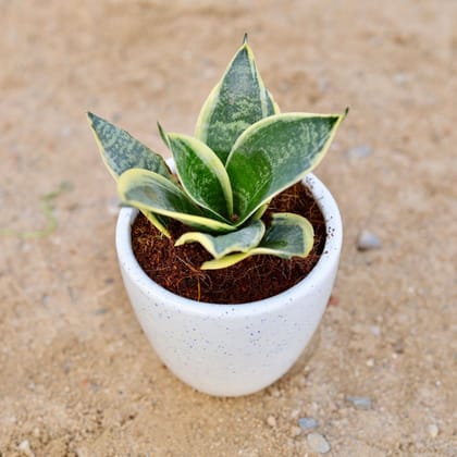 Buy Snake Yellow Dwarf in 4 Inch Classy White Cup Ceramic Pot Online | Urvann.com