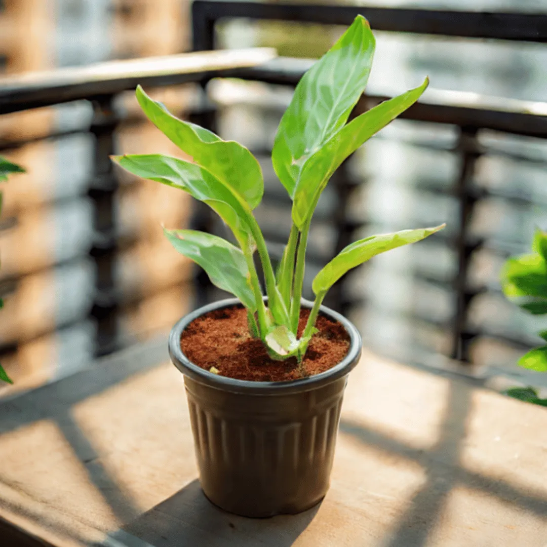 Bird of Paradise in 6 Inch Black Super Nursery Pot