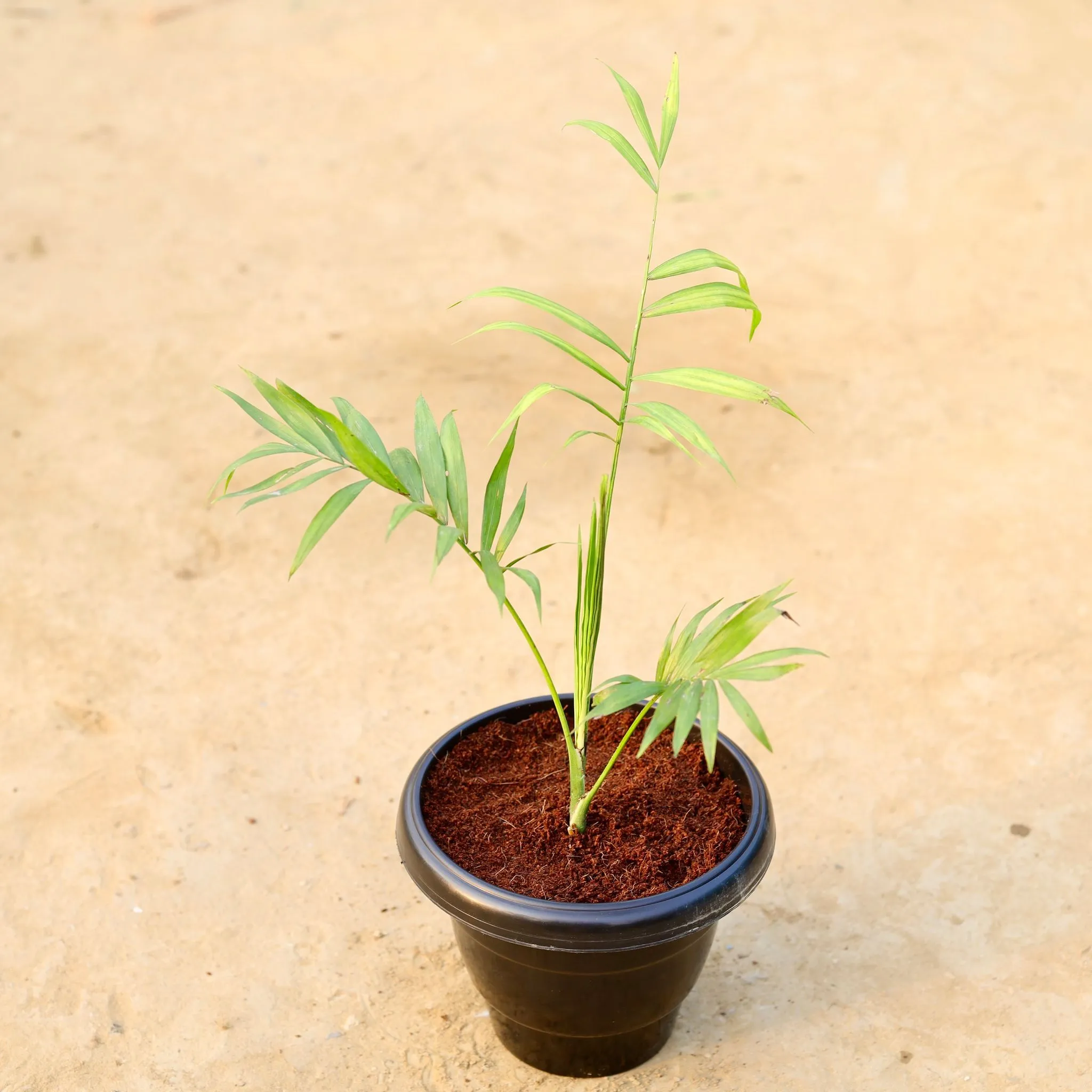 Chameadorea Palm in 8 Inch Black Classy Plastic Pot