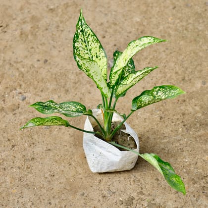 Buy Aglaonema Snow White in 4 Inch Nursery Bag Online | Urvann.com