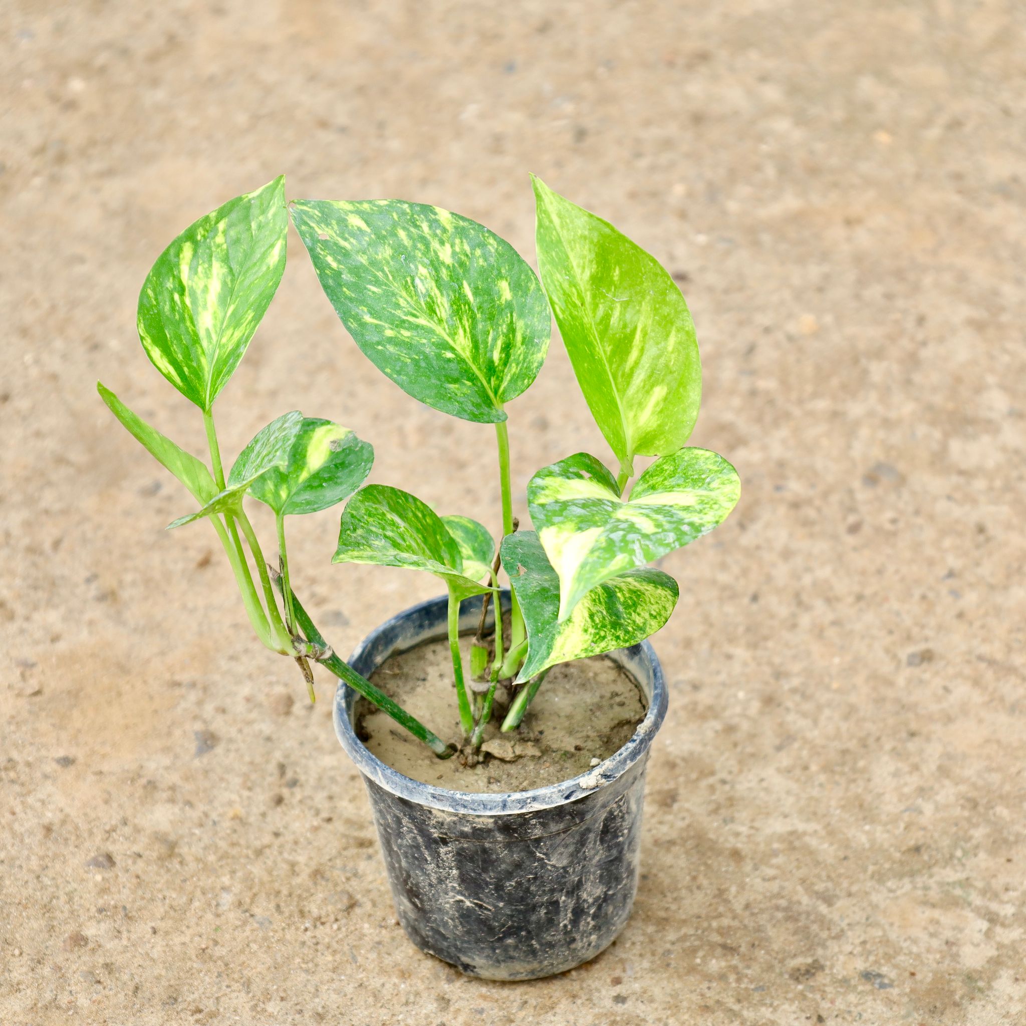 Money Plant Green in 4 Inch Nursery Pot