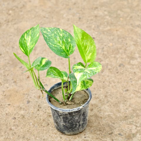 Money Plant Green in 4 Inch Nursery Pot